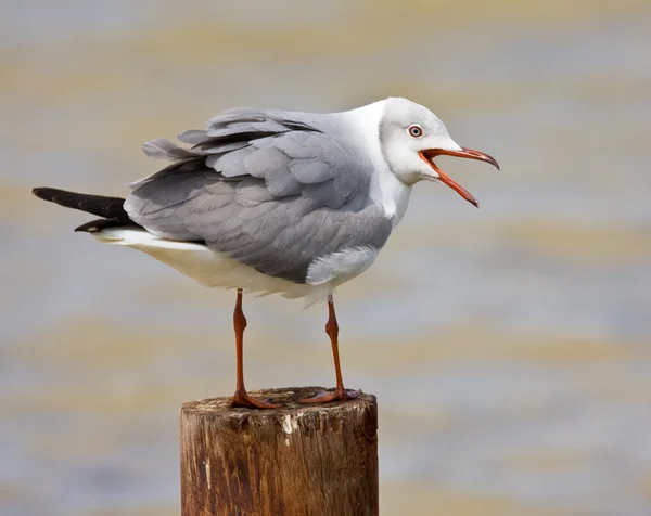 Grey headed Gull — Stock Photo, Image