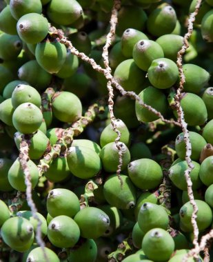 Closeup of a dates from a palm tree