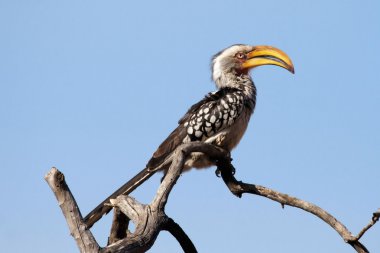 yellowbilled Kartallar