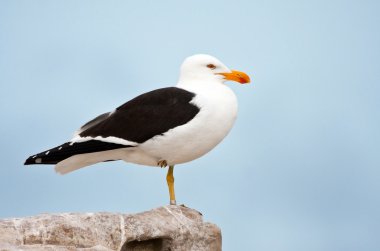 A ringed Cape Gull clipart