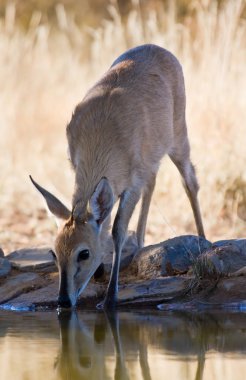 ortak duiker