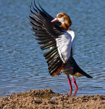 Egyptian Goose clipart