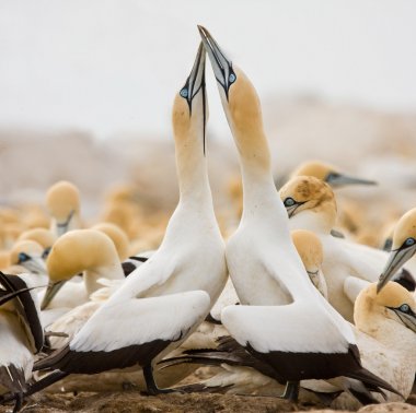 Cape Gannets greeting clipart