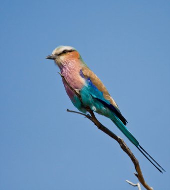 Lilac-breasted Roller clipart