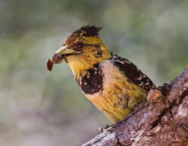 Crested Barbet clipart