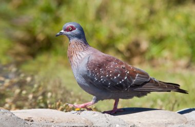 Speckled Pigeon clipart