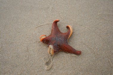 Washed up starfish clipart