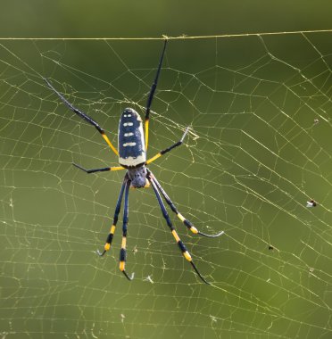 Black and Yellow Spider clipart