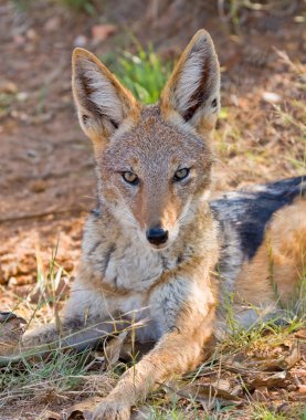 Black Backed Jackall clipart