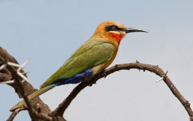 White Fronted Bee-eater clipart