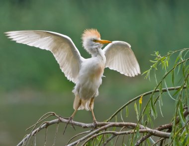 Cattle Egret clipart