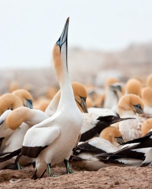 Cape Gannet