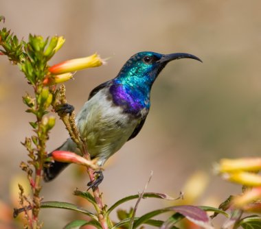 Beyaz karınlı sunbird