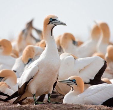 Cape Gannet