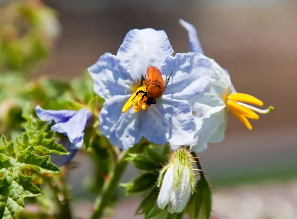 Besouro em uma flor de erva daninha — Fotografia de Stock