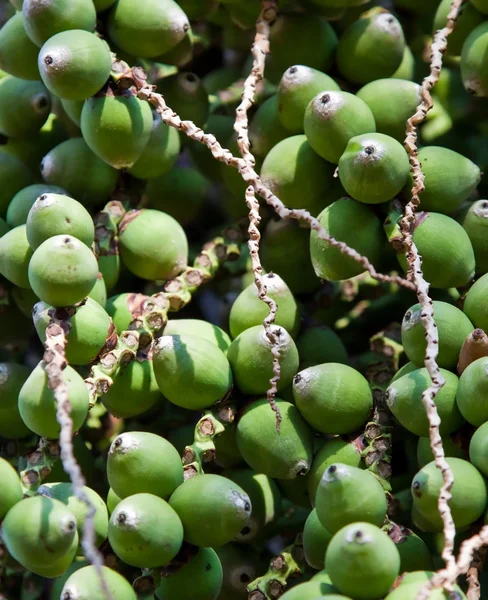 Closeup of a dates from a palm tree — Stockfoto