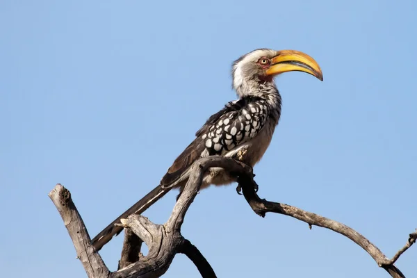 Hornbill Amarelo — Fotografia de Stock