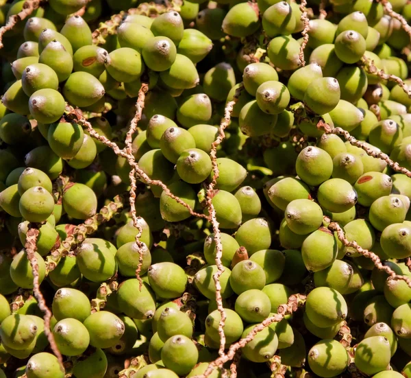 Closeup of a dates from a palm tree — Stok fotoğraf