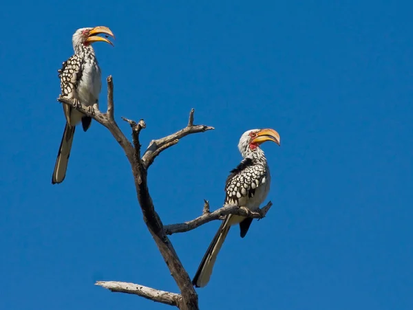 Gelbschnabelhornvogelpaar — Stockfoto