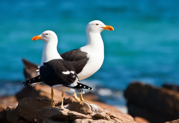Pair of Cape gulls — Stock Photo, Image