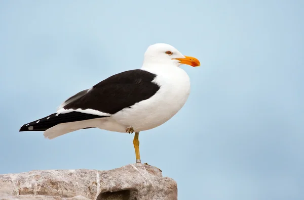 A ringed Cape Gull — Stock Photo, Image
