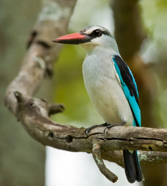 Woodland Kingfisher — Stock Photo, Image