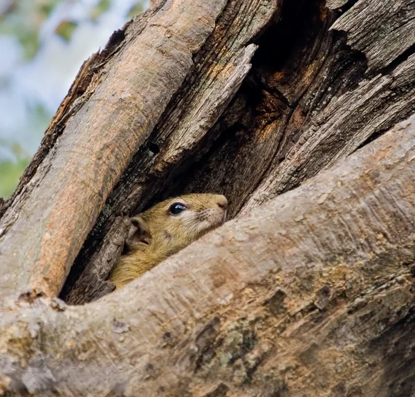 Esquilo de árvore — Fotografia de Stock