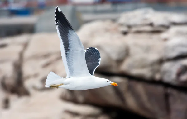 Cape Gull volant — Photo