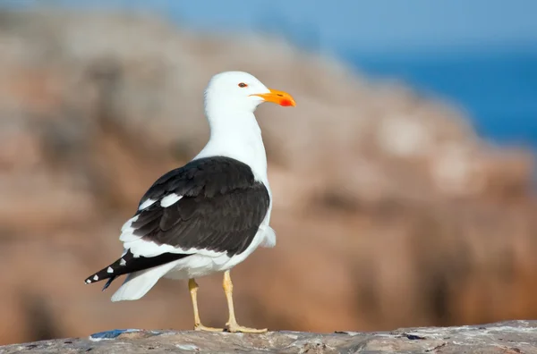 Cape Gull — Stock Photo, Image
