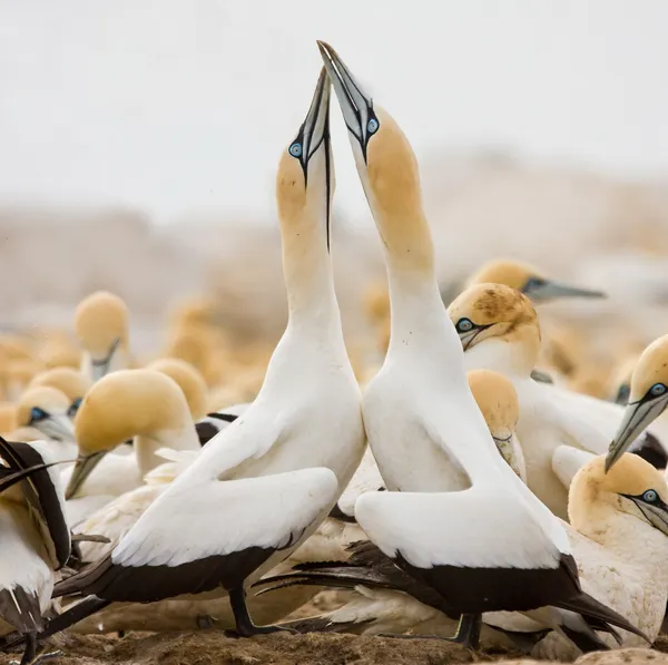 Cape Gannets greeting — Stock Photo, Image