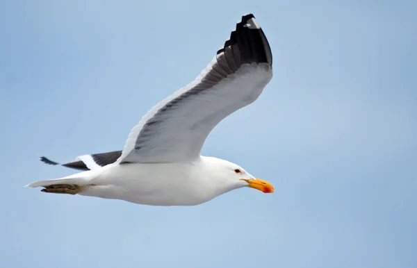Cape gull flying — Stock Photo, Image