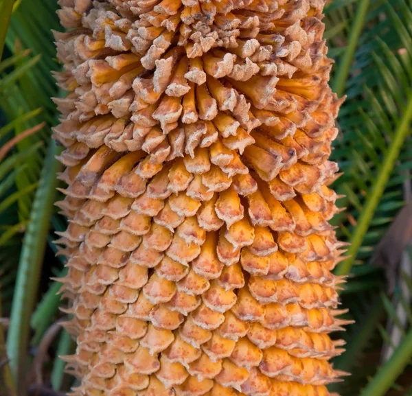Closeup of a Cycad fruit — Stock Photo, Image