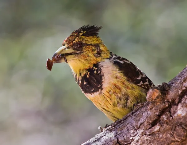 凤头的热带巨嘴鸟 — 图库照片