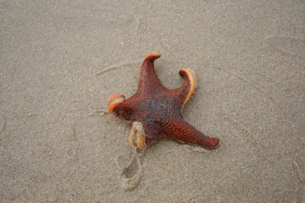Washed up starfish — Stock Photo, Image