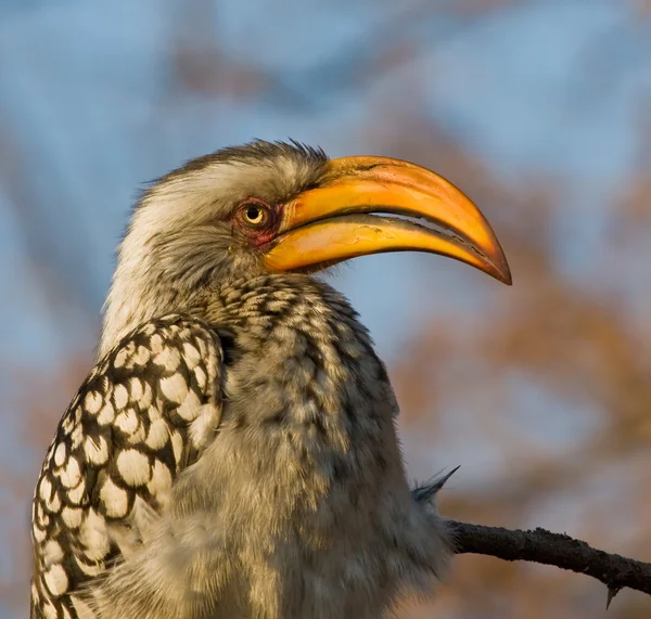 노란색 청구 hornbill — 스톡 사진