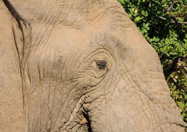 Closeup de um elefante africano — Fotografia de Stock