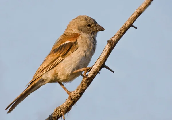 Grey-headed Sparrow — Stock Photo, Image