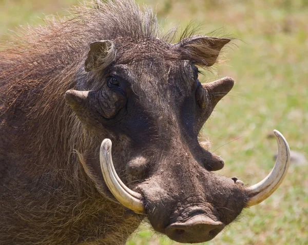 Warthog. — Fotografia de Stock