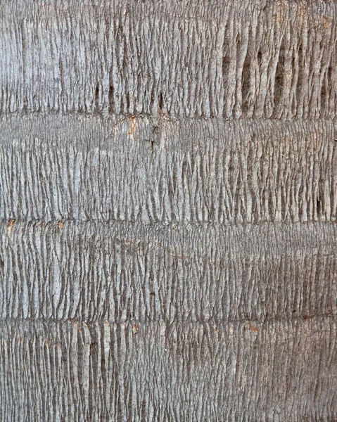 stock image Closeup of a palm tree trunk