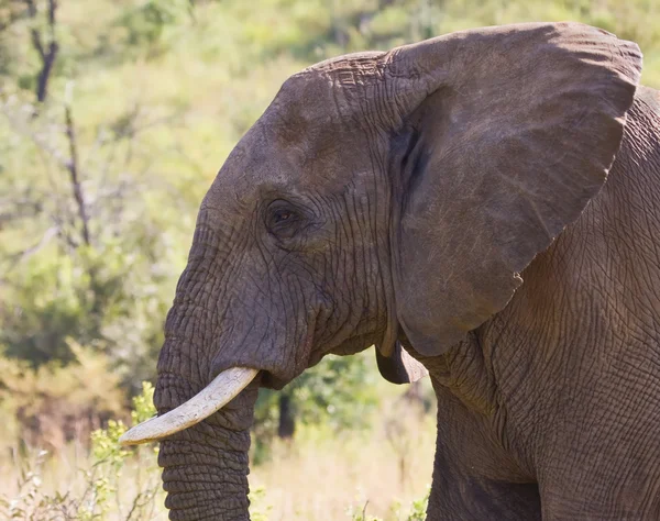 Portrait d'un éléphant d'Afrique — Photo