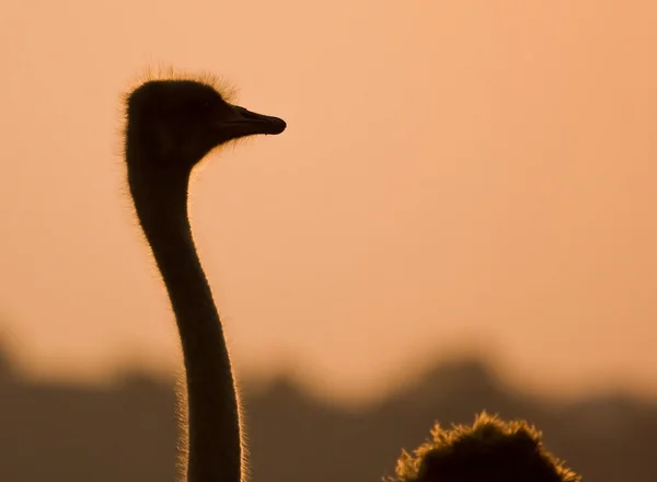 La silueta del avestruz — Foto de Stock