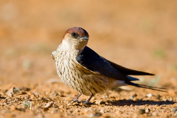 Greater Striped swallow — Stock Photo, Image