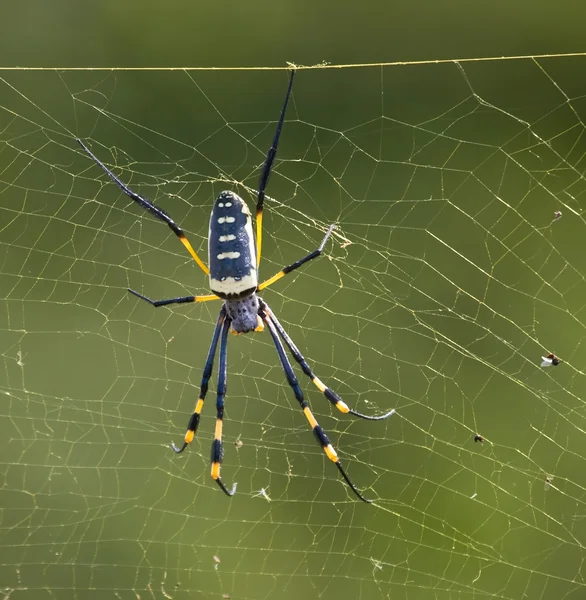 Siyah ve sarı örümcek — Stok fotoğraf