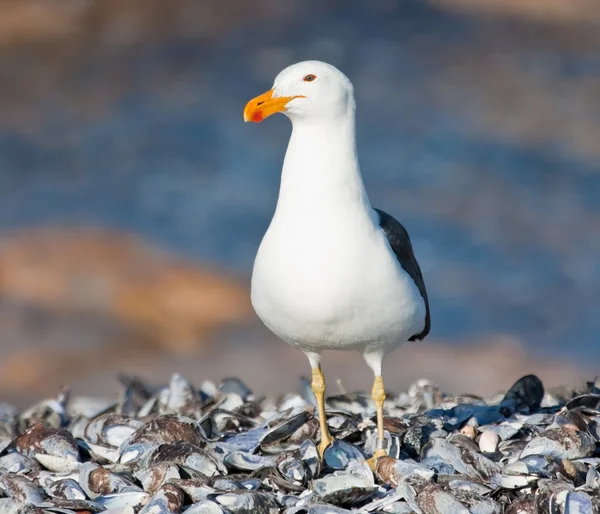 Cape Gull debout sur des coquilles — Photo