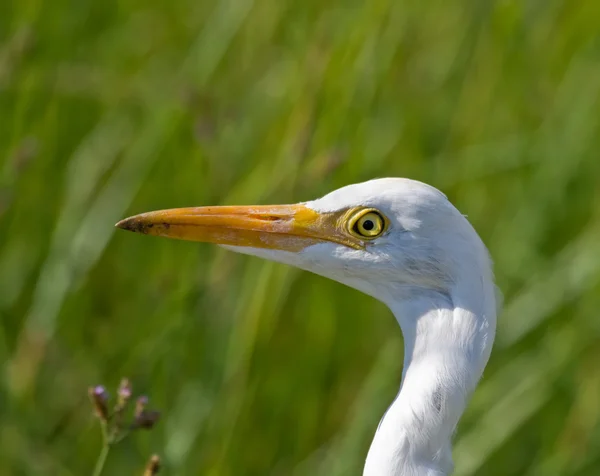 Bovinos egret closeup — Fotografia de Stock