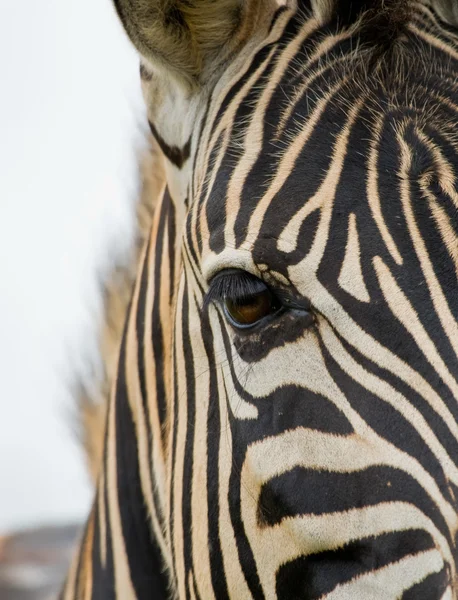 Zebra portrait — Stock Photo, Image