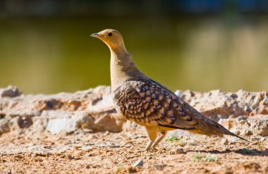 Namaqua Sandgrouse clipart