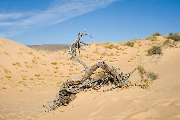 stock image Dead tree in the Kalahari