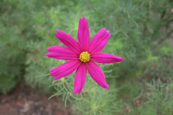 Cosmos flower — стоковое фото