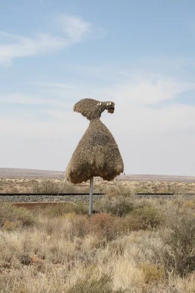 Sociable Weaver nest — Stock Photo, Image
